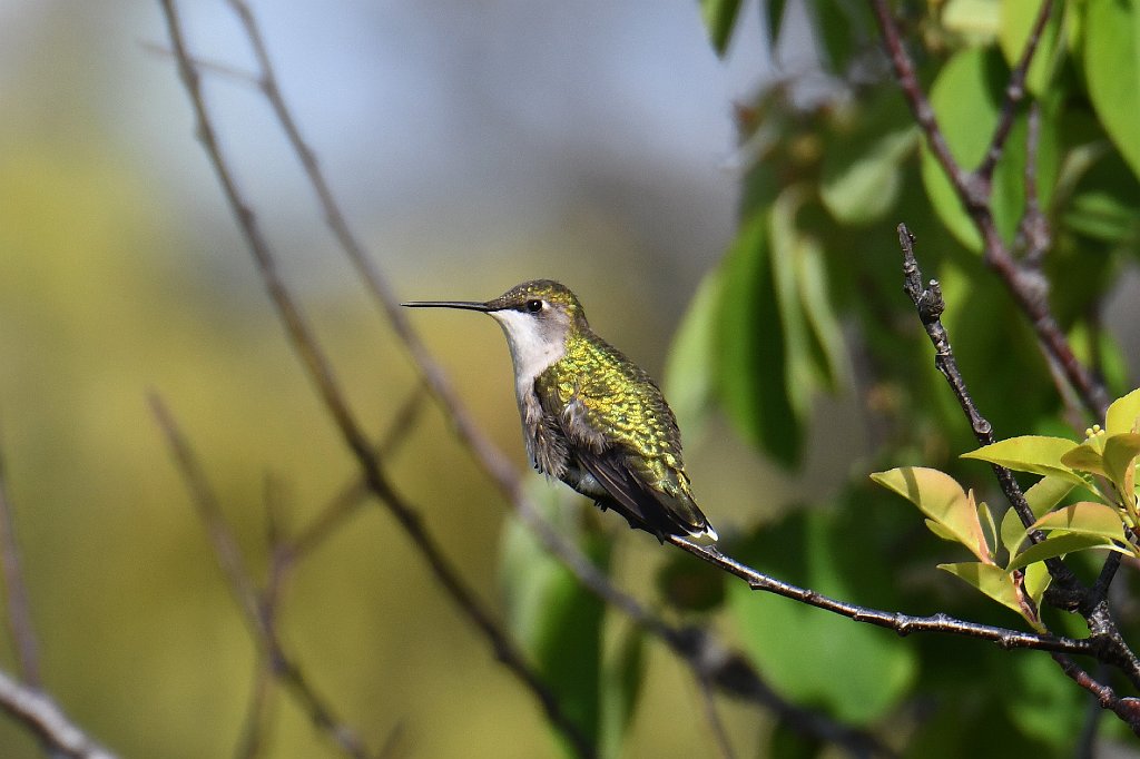 Hummingbird, Ruby-throated, 2018-05194485 Parker River NWR, MA.JPG - Ruby-throated Hummingbird (f). Parker River National Wildlife Refuge, MA, 5-19-2018